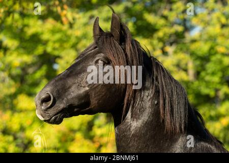 Ritratto di Ferari, uno stallone canadese, campione multiplo, Cumberland, Ontario, Canada. Razza di cavallo criticamente minacciata. Foto Stock