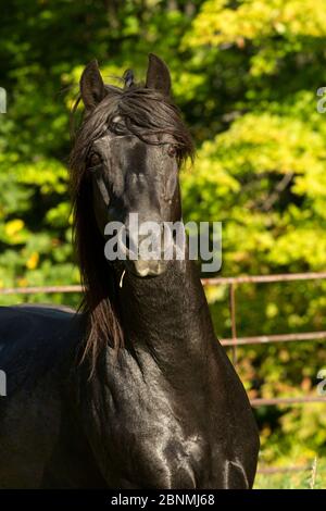 Ritratto di Ferari, uno stallone canadese, campione multiplo, Cumberland, Ontario, Canada. Settembre 2016. Razza di cavallo criticamente minacciata. Foto Stock