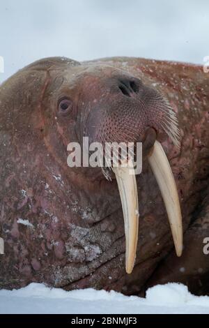 Ritratto di Walrus (Odobenus rosmarus) nella neve d'inverno, Artico, Isola di Moffen, Svalbard, Spitsbergen, Norvegia, aprile Foto Stock