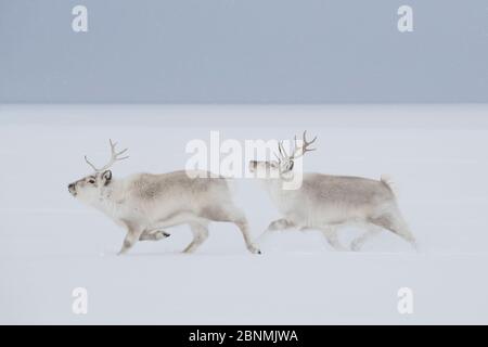 Renne Svalbard (Rangifer tarandus platyrhynchus) che corrono nella neve, inverno, Spitsbergen, Svalbard, Norvegia, aprile Foto Stock