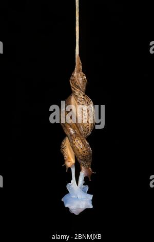 Leopard slug (Limax maximus) coniugata, pendente da una corda di muco. Queste pastiglie sono ermafroditi e può essere visto qui il trasferimento di sperma di uno anoth Foto Stock