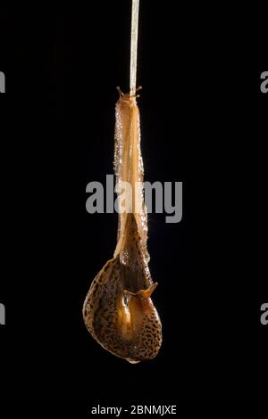 Leopardo Slug (Limax maximus) arrampicandosi e mangiando allo stesso tempo una corda di muco dopo l'accoppiamento. Queste brocche sono ermafroditi e possono essere viste qui tr Foto Stock