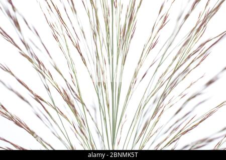 Canne (Phragmites australis), Germania Foto Stock