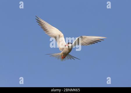 Tern comune (Sterna hirundo) adulto in volo, chiamata, Delta del Danubio, Romania Foto Stock