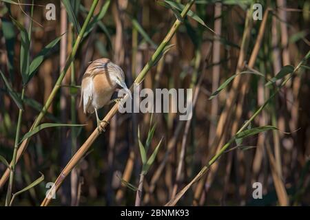 Squacco Heron (Ardeola ralloides) adulto tra le canne, Delta del Danubio, Romania Foto Stock