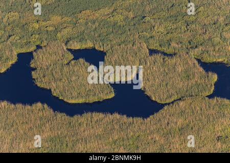 Vista aerea del delta del Danubio, la seconda più grande zona umida d'Europa e il più grande letto di canna del mondo, con isole di canna, Romania Foto Stock