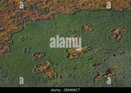 Vista aerea del delta del Danubio, la seconda zona umida più grande d'Europa e il più grande letto di canna del mondo, con le isole di piccoli salici, Foto Stock