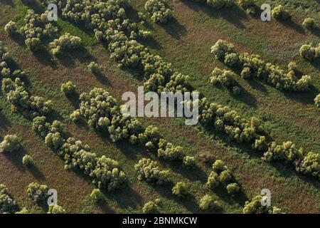 Vista aerea del Delta del Danubio, la seconda più grande zona umida d'Europa e il più grande letto di canna del mondo. Alberi di Willow e canne, Romania Foto Stock