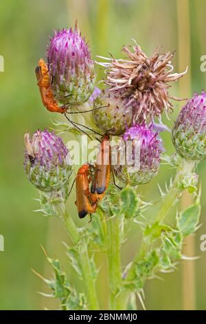 Beetles soldato rosso comune (Rhagonycha fulva) su cardo strisciante, Sutcliffe Park Nature Reserve, Eltham, Londra, Regno Unito luglio Foto Stock