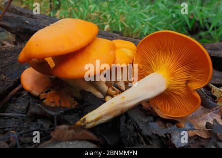 Jack o'Lantern fungo (Omphalotus illudens) velenoso, Fort Washington state Park, Pennsylvania, USA settembre Foto Stock