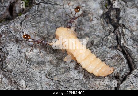 Winnow ant (Aphaenogaster sp) lavoratore che porta cuccioli di scarabeo a nidificare, Washington state Park, Pennsylvania, USA luglio Foto Stock