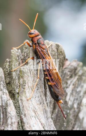 Coda di cornea di Pigeon / tremex (Tremex columba) Philadelphia, USA agosto Foto Stock