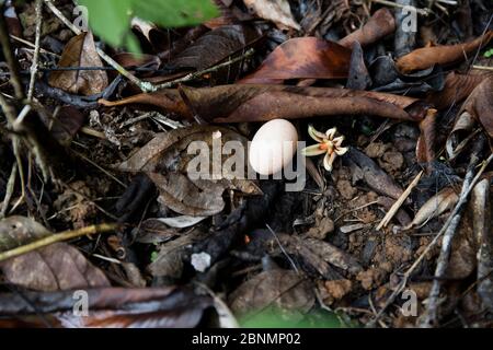 Comune pauraque (Nyctidromus albicollis) nido a terra con uovo singolo, provincia Loja, Jorupe Riserva biologica, Ecuador, gennaio Foto Stock