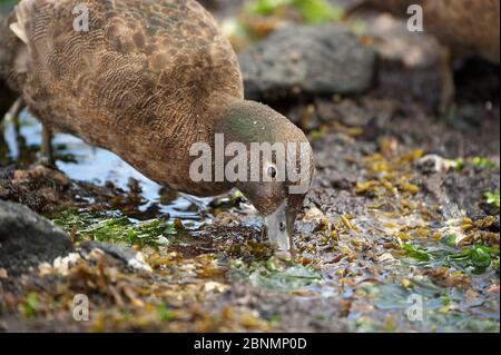 Isola di Auckland brown teal (Anas aucklandica) flightless e feed e posatoi in onshore letti kelp, vive prevalentemente su Enderby Island, Auckland è Foto Stock