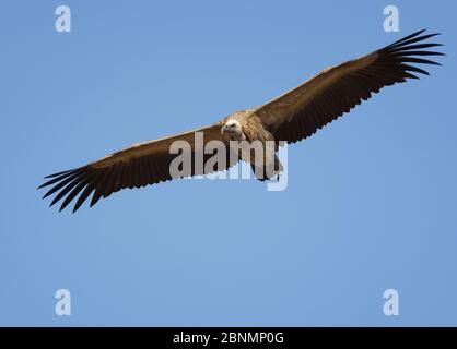 Avvoltoio a lunga fattura (Gyps indicus) in volo, Parco Nazionale di Bandhavgarh, India. Foto Stock