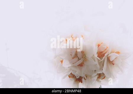Soft focus di Daffodil, banner narciso fiorente. Primavera. Fiori di primavera. Spa, banner di bellezza con spazio libero per il testo Foto Stock