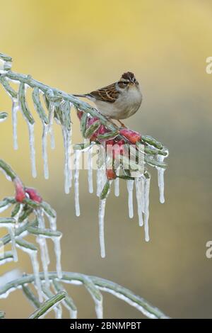 Scalpellatore passera (Spizella passerina), adulto arroccato sul ramo ghiacciato di cholla di Natale (Cylindropuntia leptocaulis), Hill Country, Texas, USA. Gennaio Foto Stock