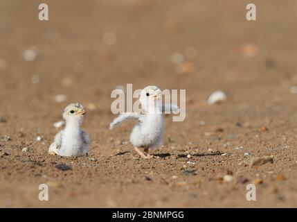 Least tern (Sterna antillarum), giovane terna che corre, Port Isabel, Laguna Madre, South Padre Island, Texas, USA. Giugno Foto Stock