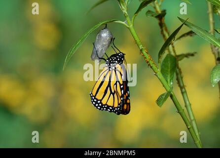 Monarch (Danaus plexippus), farfalla che emerge dal crisalide su alga tropicale (Asclepias curassavica) che si dispiega, serie, Hill Country, Texa Foto Stock