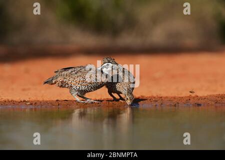 Northern bobwhite (Colinus virginianus), coppia che beve allo stagno, Rio Grande Valley, Texas del Sud, Stati Uniti. Giugno Foto Stock