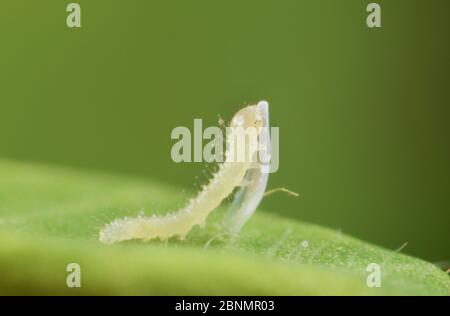 Sleepy Orange (Eurema nicippe), recentemente covata caterpillar mangiare uovo case, Texas, Stati Uniti. Giugno Foto Stock