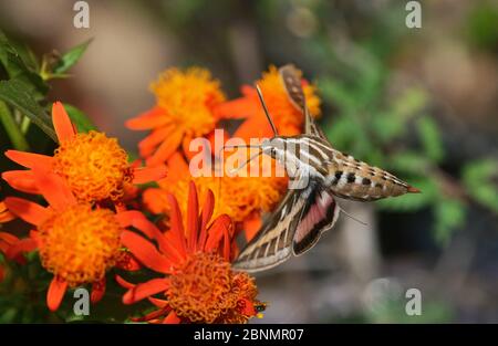 Sfinge bianco (Hyles lineata), adulto in volo che alimenta il fiore di vite di fiamma messicana (Senecio confusus), Hill Country, Texas, USA. Marzo Foto Stock