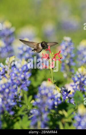 Colibrì nero-chined (Archilochus alexandri), maschio adulto che alimenta sulla betonia di scarlatto in fiore (Stachys coccinea) tra Texas Bluebonnet (Lupin te Foto Stock