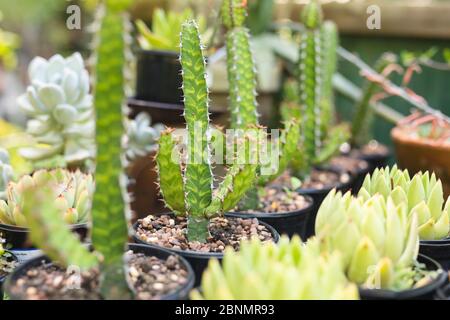 Primo piano di varie succulente verdi in pentole di plastica Foto Stock