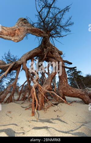 Larice siberiano (Larix sibirica) radici esposte sulla spiaggia, Lago Baikal, Siberia, Russia. Foto Stock
