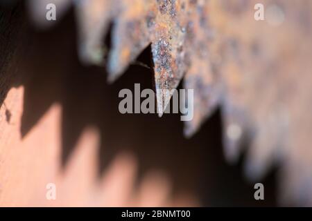 Denti di una vecchia sega a mano arrugginita realizzata su un obiettivo macro. Primo piano con uno sfondo molto sfocato Foto Stock