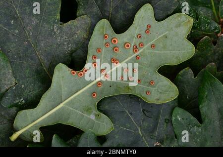 Palline di seta sul lato inferiore della foglia di quercia pedunculate (Quercus robur) causata dalla vespa Gall (Neuroterus numismalis). Dorset, Regno Unito, settembre. Foto Stock