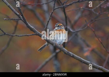 Accentor (Prunella strophiata) Parco Nazionale di Basongcuo, altopiano Qinghai-Tibet, Tibet, Cina. Foto Stock