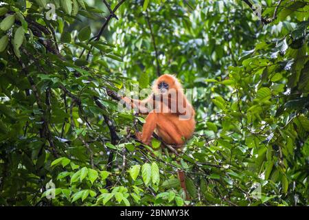 Maroon / Red Leaf monkey / (Langur Presbytis rubicunda) mangiare frutta nella struttura ad albero, Danum Valley Conservation Area, Sabah Borneo Malese. Foto Stock