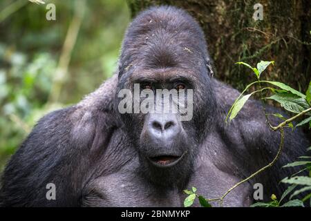 Gorilla della pianura orientale (Gorilla beringei graueri) argentata di nome Chimanuka, Parco Nazionale di Kahuzi-Biega, Provincia del Sud Kivu, Repubblica Democratica del Foto Stock