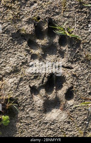 Lontra europea (Lutra lutra), zampa in fango, Marais Poitevin zona, Vendee, Francia. Foto Stock