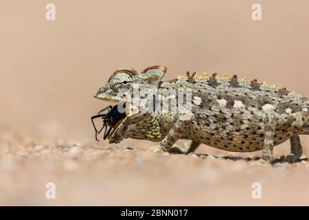 Namaqua chameleon (Chamaeleo namaquensis) mangiare scarabeo duna, deserto Namib, Namibia Foto Stock