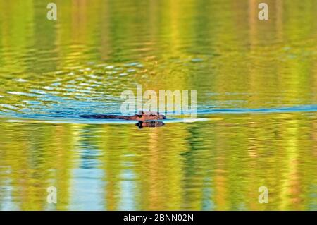 beaver nuotare nel suo lago. Foto Stock