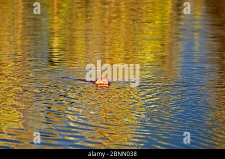 beaver nuotare nel suo lago. Foto Stock