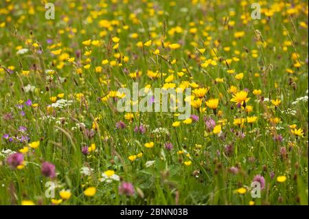 Fiori in un prato di fiori selvatici vicino Muker a Swaledale, Yorkshire Dales. Foto Stock