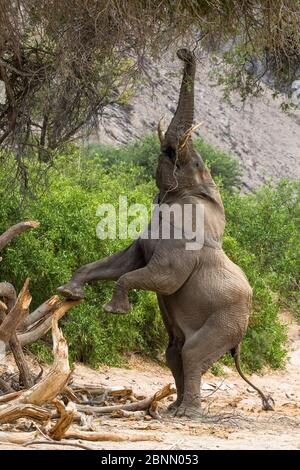 elefante africano (Loxodonta fricana) che abita nel deserto e che si alza per curiosare tra gli alti rami del letto secco del fiume Hoanib, Damaraland, N. Foto Stock