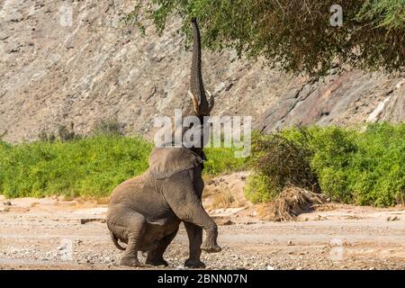 elefante africano (Loxodonta fricana) che abita nel deserto e che si alza per curiosare tra gli alti rami del letto secco del fiume Hoanib, Damaraland, N. Foto Stock