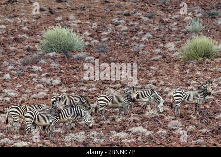 Zebre montane Hartman (Equus zebra hartmannae) mandria nella macchia, Damaraland, Namibia Foto Stock