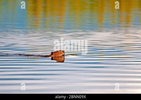 Beaver swimit il suo lago di casa, Alaska Foto Stock