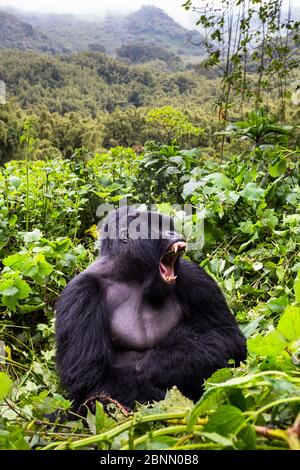 Gorilla di montagna (Gorilla gorilla beringei) argentata Gihishamwotsi in mostra, gruppo Sabyinyo. Parco Nazionale dei Vulcani, Montagne Virunga, Ruanda Foto Stock