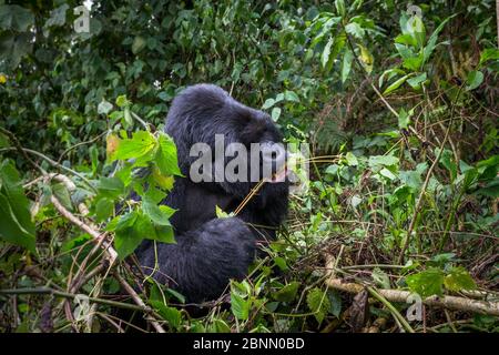 Gorilla di montagna (Gorilla gorilla beringei) foglie di mangiare maschile mettendo il gambo tra i denti, Parco Nazionale Vulcani, Ruanda Foto Stock