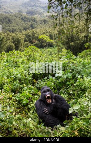 Gorilla di montagna (Gorilla gorilla beringei) argentata Gihishamwotsi in mostra, gruppo Sabyinyo. Parco Nazionale dei Vulcani, Montagne Virunga, Ruanda Foto Stock