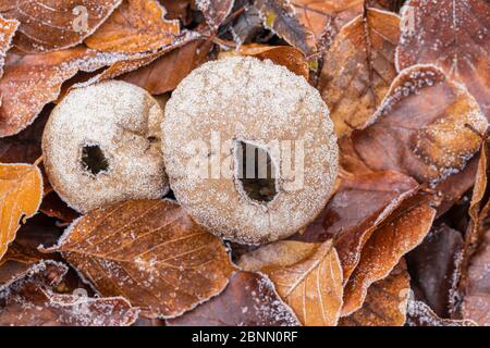 Bovista di patate spesse, Scleroderma citrinum in brina Foto Stock