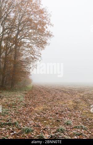 Alberi decidui, nebbia fitta, verricello Foto Stock