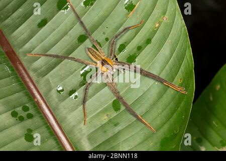 Ragno vagabondante notturno (Cupiennius getazi) El Arenal regione, Costa Rica. Foto Stock