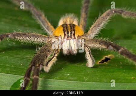 Ragno vagabondante notturno (Cupiennius getazi) El Arenal regione, Costa Rica. Foto Stock